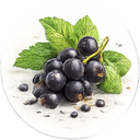 Black Currant