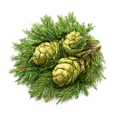 Cedarwood