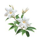 Egyptian Jasmine