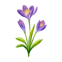 Freesia