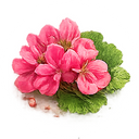 Geranium