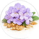Heliotrope
