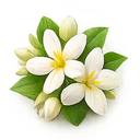 Jasmine