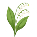 Lily of the valley