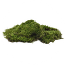 Moss