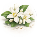 Neroli