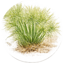 Oakmoss
