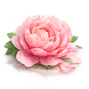 Peony