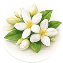Sambac Jasmine 