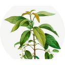Styrax