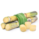  Sugar Cane