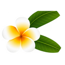 Tiare Flower