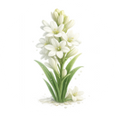 Tuberose