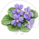 Violet