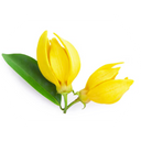 Ylang-Ylang